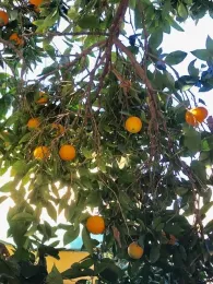 thinning canopy
