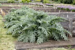 edible artichoke plant