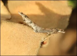 NOW Mating