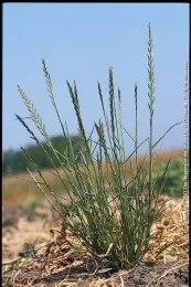 Italian Ryegrass Credit: Joe DiTomaso