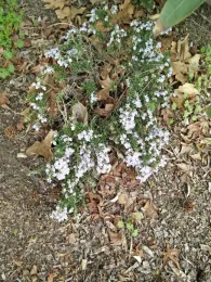 Rosemary