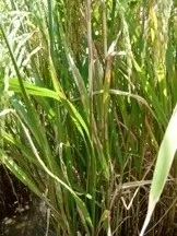 Tizón de la vaina en el arroz.