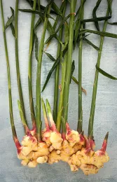Edible ginger. Click to enlarge.
