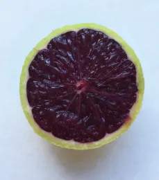 lilac lime