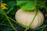 Pumpkin_Final