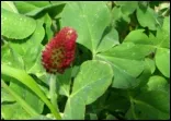 Cover Crop 2