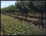 Cover Crops 3