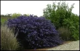 Hedgerow