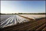 Soil Solarization