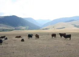 Cattle grazing