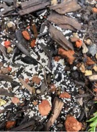 slime mold