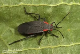 Res Shouldered Bug