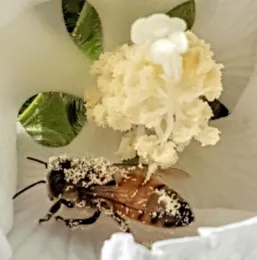 bee_cropped