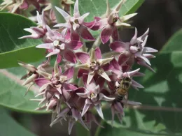 Showy milkweed by J. Alosi