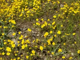 Checkerspot butterfly thrive in areas managed w cattle grazing