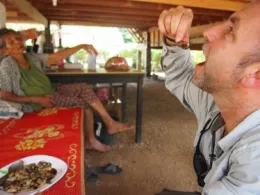 Hoddle-Eating-Larvae-374x280