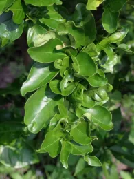 Citrus leaves distorted and malformed by psyllid feeding by ANR