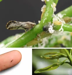 ACP adult and nymphs with white tubules by ANR