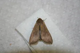 Armyworm adult #4