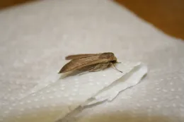 Armyworm adult #2