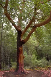 Pacific madrones are usually tall and slender, reaching above the surrounding forest canopy by mindgrow from Schwalmtal, Deutschland