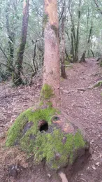 Burl at the base of Pacific madrone by Thewellman Commons Wikimedia