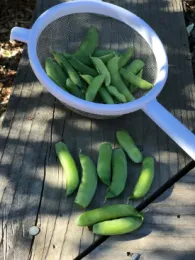 Snap Peas