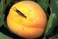 Adult earwig, ANR