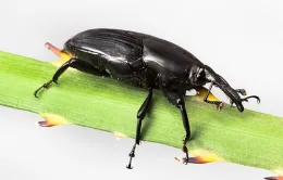 SApalmweevil