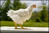 Poultry_Final