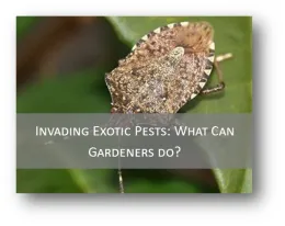 Invading Pests