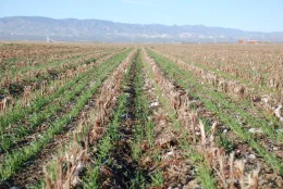 conservation tillage
