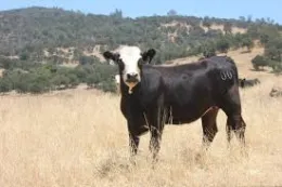 rangeland