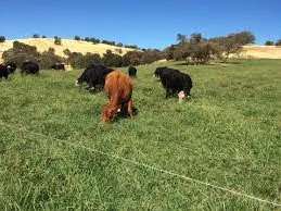 Pastures