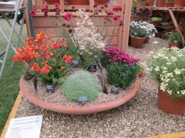 Bowl of Alpines