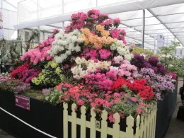 Full sized azaleas