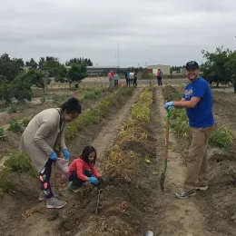 Groups of all ages harvesting together.
