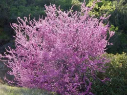 Cercis occidentalis near Briceberg by LaurentianShield