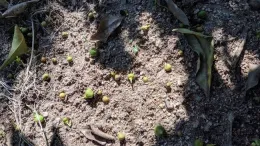 Fruit Drop in Unmulched Control