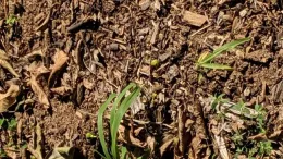 Mulched tree