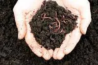 worm pic