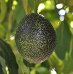 Avocado