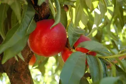 Nectarine