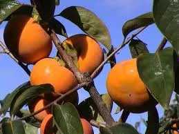 Persimmon
