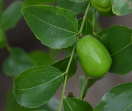 Jujube