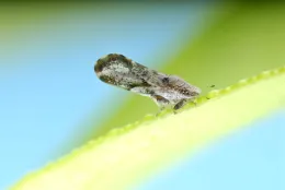 800px-Asian_citrus_psyllid_D._citri_adult