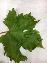 Grape1