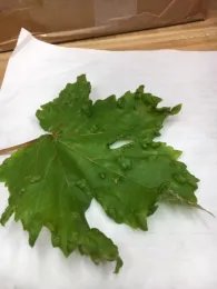 Grape2