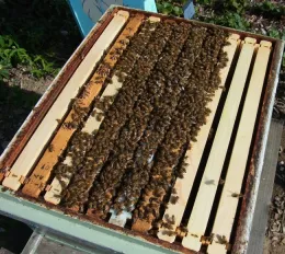 Bee hive openings -- which offer a look into the world of bees -- is one of the new events that will be cancelled due to this funding cut