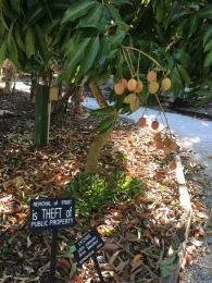 Lychee